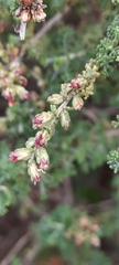 Artemisia barrelieri