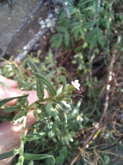 Lithospermum diversifolium