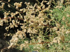 Tamarix canariensis