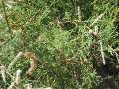 Tamarix canariensis