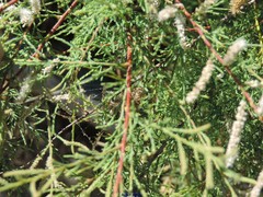 Tamarix canariensis