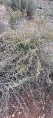 Artemisia barrelieri