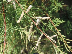 Tamarix canariensis
