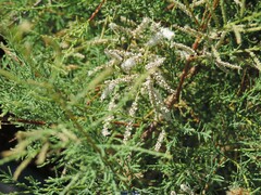 Tamarix canariensis