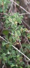 Artemisia barrelieri