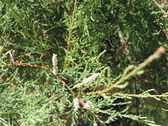 Tamarix canariensis
