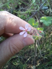 Pelargonium hypoleucum