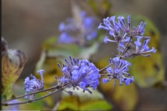 Spermadictyon suaveolens