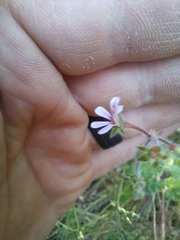 Pelargonium hypoleucum