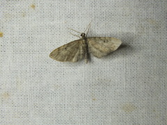 Eupithecia subfuscata