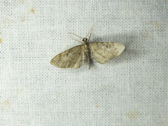 Eupithecia subfuscata