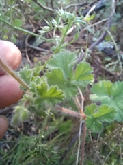 Pelargonium hypoleucum