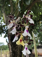Encyclia cordigera