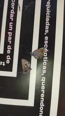 Pseudolucia valentina