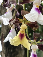Encyclia cordigera