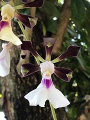 Encyclia cordigera