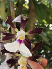 Encyclia cordigera