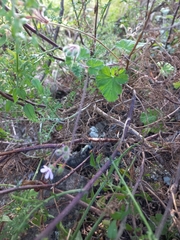 Pelargonium hypoleucum