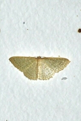 Pleuroprucha
