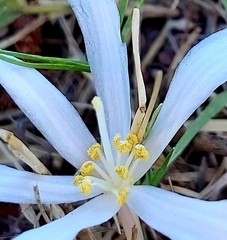 Gethyllis ciliaris