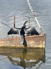 Anhinga anhinga