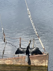 Anhinga anhinga