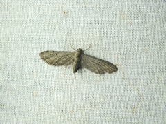 Eupithecia ochridata