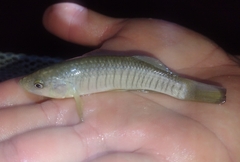 Fundulus similis