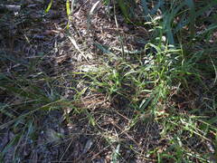 Digitaria ciliaris