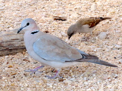 Streptopelia capicola damarensis