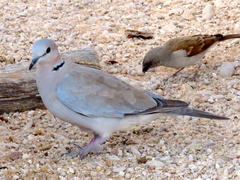 Streptopelia capicola damarensis