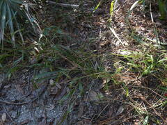 Digitaria ciliaris