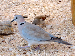 Streptopelia capicola damarensis