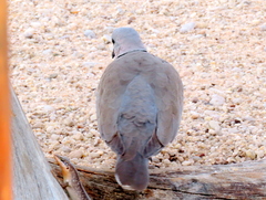 Streptopelia capicola damarensis