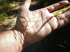 Digitaria ciliaris