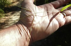 Digitaria ciliaris
