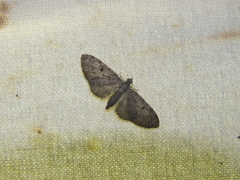 Eupithecia subfuscata