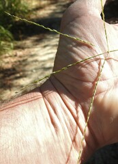 Digitaria ciliaris