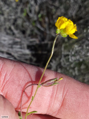 Polycarena aurea