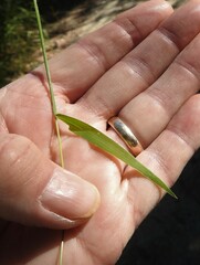 Digitaria ciliaris