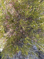 Lachnaea