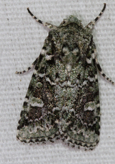 Lacinipolia laudabilis