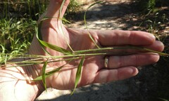 Digitaria ciliaris