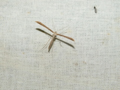 Stenoptilia pterodactyla