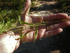 Digitaria ciliaris