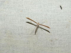 Stenoptilia pterodactyla