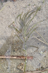 Potamogeton robbinsii