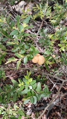Cyttaria hariotii