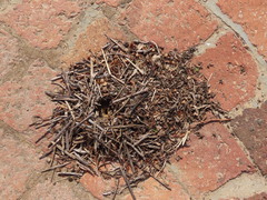 Microhodotermes viator