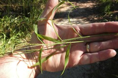 Digitaria ciliaris